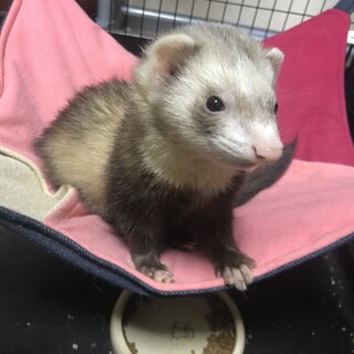 マーシャルフェレット