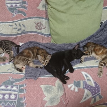 ごうくん、てんちゃん、ろくくん、やっちゃん