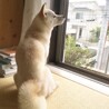柴きなこ