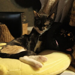 「募集一時中断」サムネイル2