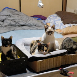 「募集一時中断」サムネイル3