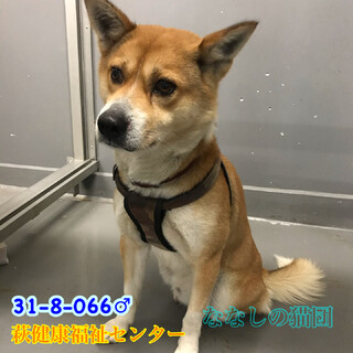 里親決定　怖がりな柴犬風中型わんこ　066