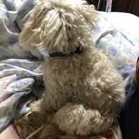 ごん