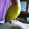 コザクラインコの里親募集です