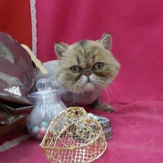 ビビりさんですが、穏やかで手がかかりません。