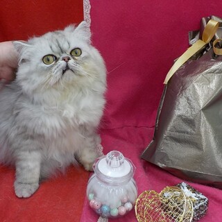 シャイですが美猫さんです。