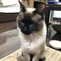 シャム成猫オス（保護猫）