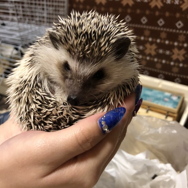 K.Runaのカバー写真