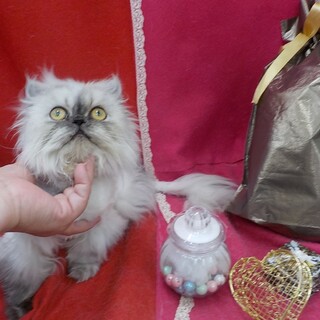 少しビビりですが、すぐに慣れてくれます。