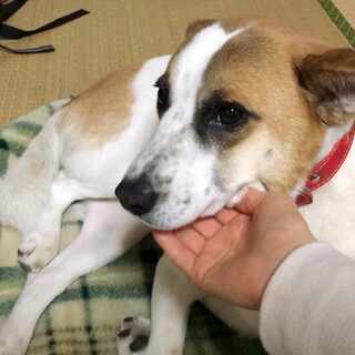 昭和の俳優顔★マロ吉★