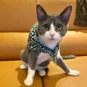茶白とグレー白の仲良し元気ペア