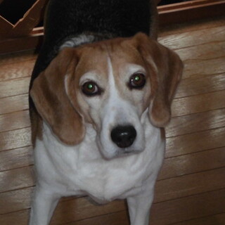 お利口で甘えん坊のビーグルです。