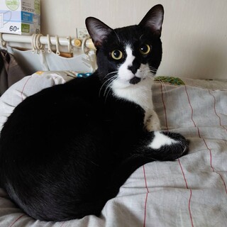 性格よしの甘えん坊　ごましおくん　名古屋から