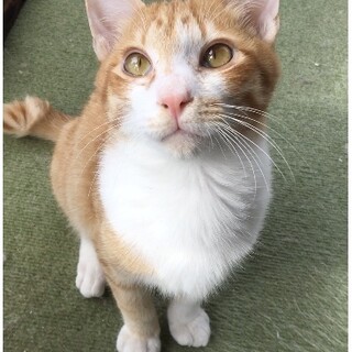 募集一時停止☆優しい馴れっこ茶白男の子　ちゃろ☆
