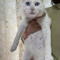 優しい里親さんを探しています！