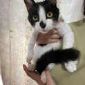 優しい里親さんを探しています！