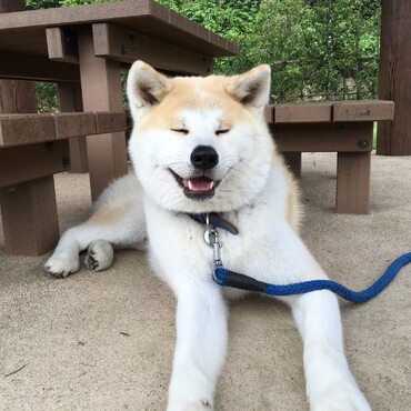 秋田犬ソラくん夏の散歩で暑さにバテて休憩中なう