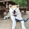 秋田犬ソラくん夏の散歩で暑さにバテて休憩中なう