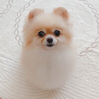 ミルキー