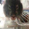 セーブル色のハムスターの里親様を募集いたします サムネイル5