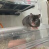 セーブル色のハムスターの里親様を募集いたします サムネイル6