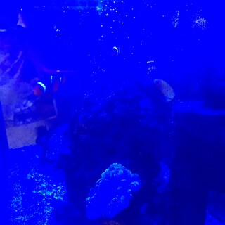 海水魚(ナンヨウハギ、クマノミ等)の里親さん募集