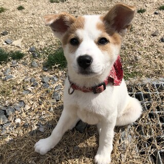 里親決定しました。