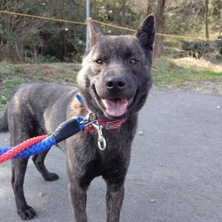 ニコニコ★愛想のいい甲斐犬の子どもワンコ