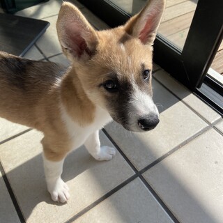 頭が良く人懐っこい可愛い女の子です