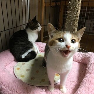 トライアル決定☆三毛ちゃん