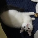 急募  7ヶ月になる男の子 