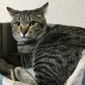 人懐っこいキジトラの男の子