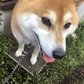 血統書あり柴犬メス大人しい6歳