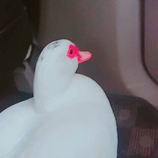 アヒル里親募集します