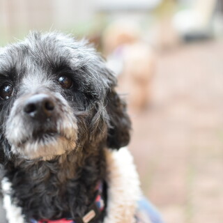 コッカー×プードルミックス☆おとじろうくん