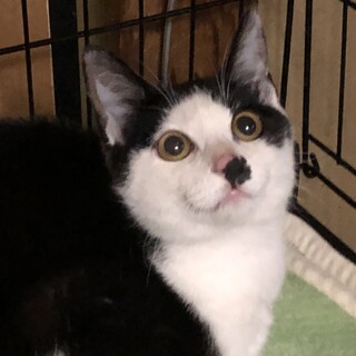 ありがとうございます★ハチワレ坊や ミオくん