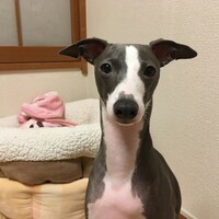 ハル