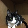 のんちゃん♀ 人馴れ◎甘えん坊スリゴロ猫ちゃん