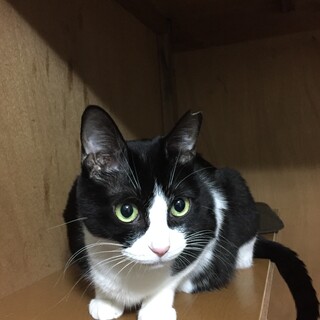 のんちゃん♀ 人馴れ◎甘えん坊スリゴロ猫ちゃん