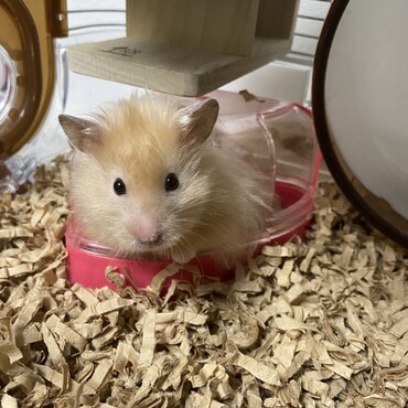 大人しすぎなソイラテさん