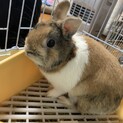 温かい家族を見つけたい