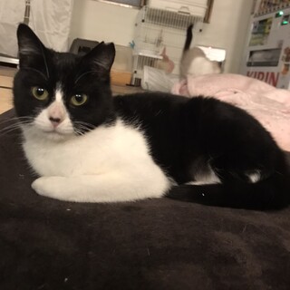 【保護猫】「きゅーと」ちゃん♀
