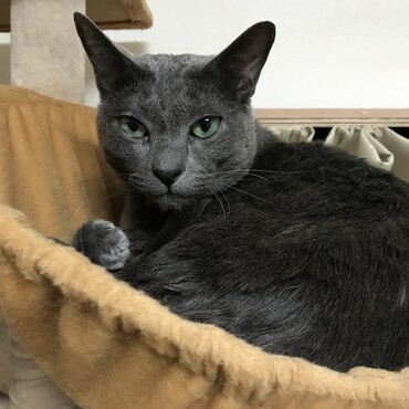 いつか折れそうなキャットタワーのハンモック(--;)