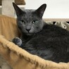 いつか折れそうなキャットタワーのハンモック(--;)