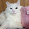 【2歳】白長毛種オッドアイのリク君
