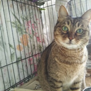 真ん丸フェイス、グリーンアイの12歳ゆりちゃん