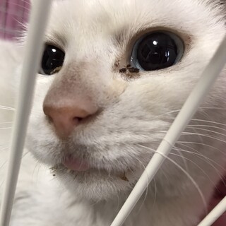 里親募集!!白猫青眼の男の子です!!