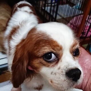 キャバリアのふららちゃん