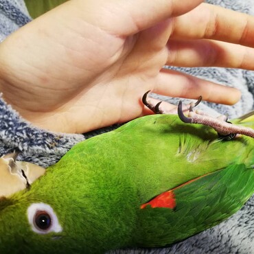 ゴローン