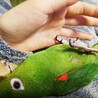 ゴローン